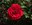 Annual Rose Show