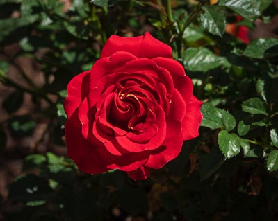 Annual Rose Show
