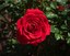 Annual Rose Show