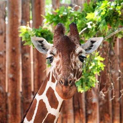 World Giraffe Day