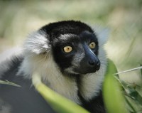 World Lemur Day