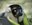 World Lemur Day