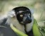 World Lemur Day