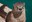World Otter Day