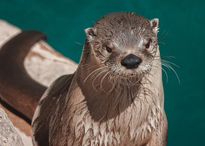 World Otter Day
