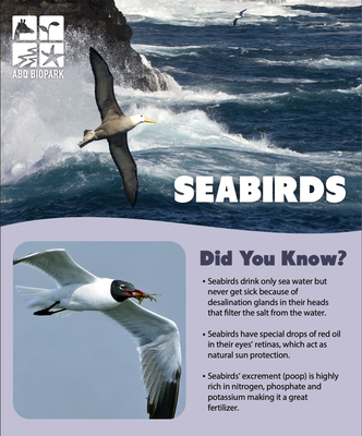 World Seabird Day