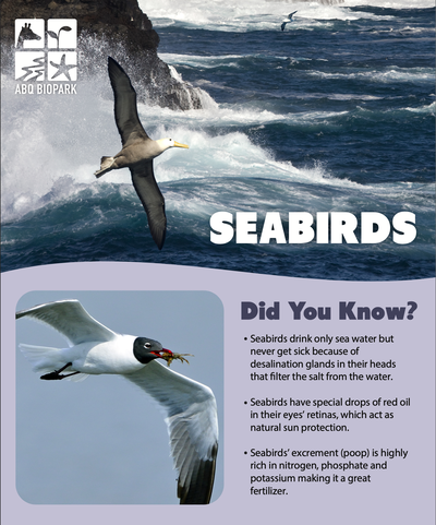 World Seabird Day