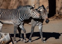 *SOLD OUT* Zoo Homeschool Day