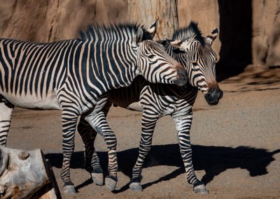 Zoo Homeschool Day