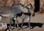 Zoo Homeschool Day
