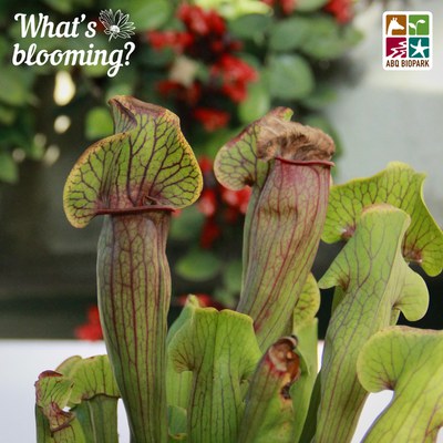 A cluster of pitcher plants stands in the foreground with a red flowering vine out of focus behind them. The pitchers are a bright yellow-green webbed with maroon veins throughout, and a round-edged triangle shaped hood stands perpendicular to the tube's opening. Two logos are overlaid: White curvy font that says "What's blooming?" with a line drawing of a daisy is in the top left corner, and the ABQ BioPark's 4 facility logo is in the top right