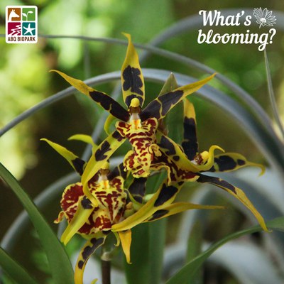 Intergeneric orchid species hybrid 'Mystic Maze'