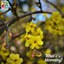Winter jasmine