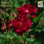 Shrub rose