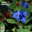 Dwarf plumbago