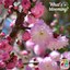 Double flowering almond