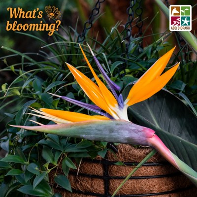 A photo of an orange bird of paradise in full bloom, taken from the side to show off the iconic shape and the orange and purple petals. Behind the bloom, rich green foliage can be seen cascading from a hanging container made of a burlap-like material. The "What's blooming?" logo is in a complimentary orange in the top left corner, while the four-squared ABQ BioPark logo in color is in the top right.