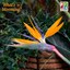 Blooming bird of paradise