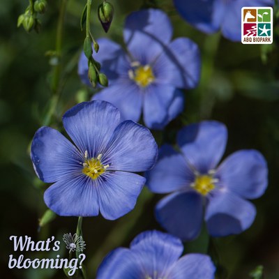 A closeup photo of right saucer-shaped blue blooms of the blue flax plant