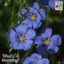 Blue flax