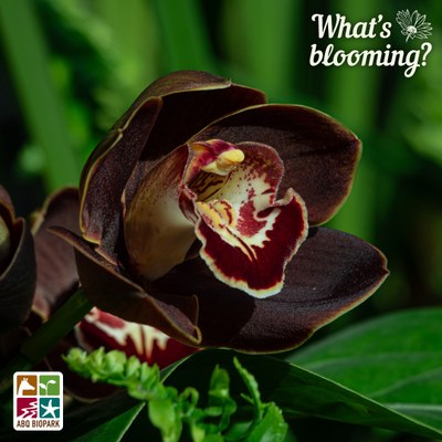 A closeup photo from an angle of a dark brown and red variety of boat orchid in bloom. The "What's blooming?" logo is in an off-white in the top right corner, while the four-squared ABQ BioPark logo in color is in the bottom left