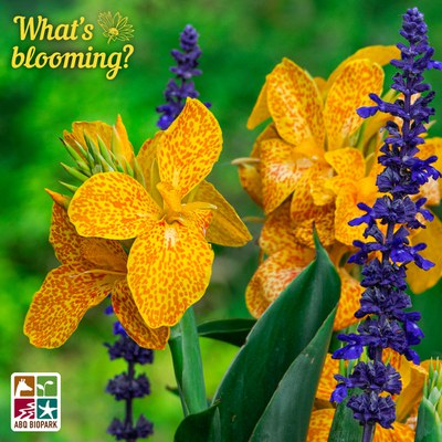 Canna "Gold Leopard" in a container near the main pond of the ABQ BioPark Botanic Garden
