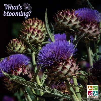 blooming cardoon A photo of a cluster of the large flower buds of the cardoon, the wild foundation of the artichoke, standing like an oversized bouquet as they fan out from the bottom right corner of the frame towards the top left. While some of the buds have not yet bloomed, a diagonal line of three across the center of the frame show off the spiky violet florescence. The "What's blooming?" logo is in a complimentary lavender in the top left corner, while the four-squared ABQ BioPark logo in color is in the bottom right
