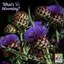 blooming cardoon