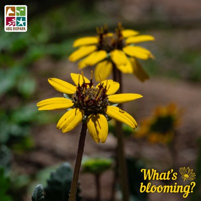 A photo of blooming chocolate flowers, with one in the foreground, another blurred behind it, and a third further away forming a sort of triangle pattern. The "What's blooming?" logo is in a complimentary yellow in the bottom right corner, while the four-squared ABQ BioPark logo in color is in the top left