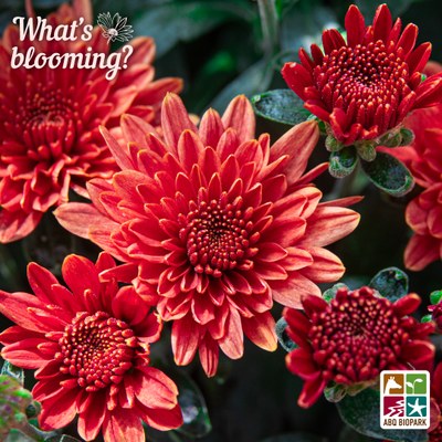 Dark red Chrysanthemum blooms at the ABQ BioPark