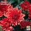Blooming Chrysanthemum