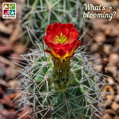 Claret cup cactus blooming in the Southwest Habitats: Lava Flow