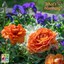 Spring containers