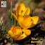 Spring crocus