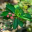 Blooming crown-of-thorns