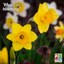 Blooming daffodil