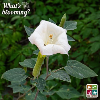 A white datura flower growing wild in the Cottonwood Gallery