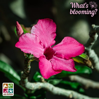 Blooming desert rose A closeup photo of a bright pink desert rose flower with another unopened bud behind it. The leaves and light-colored branches blurred in the background. The "What's blooming?" logo is in a complimentary pink in the top right corner, while the four-squared ABQ BioPark logo in color is in the bottom left.