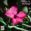 Blooming desert rose