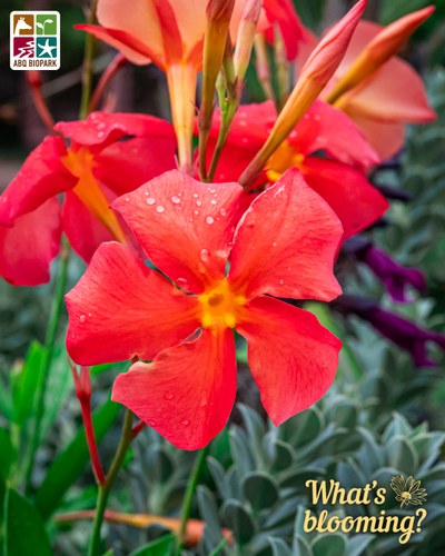 blooming dipladenia cultivar A closeup photo of the bold flower of the dipladenia cultivar Sun Parasol ‘FiredUp Orange’ in the High Desert Rose Garden containers, surrounded by other buds and flowers in shades of orange or purple, its own rich green leaves, and aqua succulents. The "What's blooming?" logo is in a complimentary yellow in the bottom right corner, while the four-squared ABQ BioPark logo in color is in the top left