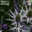 Blue eryngo