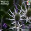 Blue eryngo