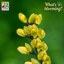 False indigo