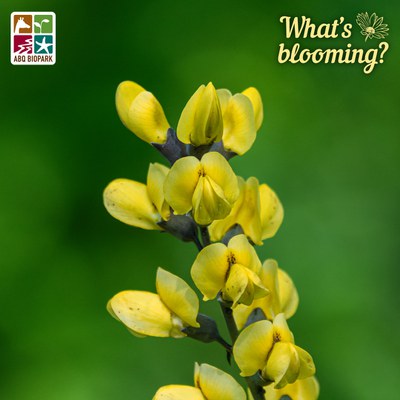 A photo of the top of a stalk of yellow false indigo, full of blooms encircling the stem in all directions, set against a blurred green background. The "What's blooming?" logo is in a complimentary yellow in the top right corner, while the four-squared ABQ BioPark logo in color is in the top left.