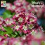 English hawthorn 'Crimson Cloud'