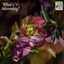 Hellebore