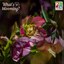 Hellebore