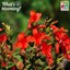 Hummingbird trumpet
