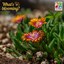 Blooming ice plant