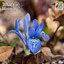 Dwarf iris